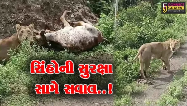 અમરેલી : પશુનું મારણ કરતી 2 સિંહણની સતત હોર્ન વગાડી વાહનચાલકે પજવણી કરી, વિડિયો થયો વાયરલ…