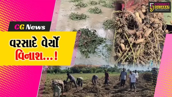 ગીર સોમનાથ : વેરાવળ પંથકમાં વરસાદે વિનાશ વેર્યો, મગફળીનો પાક નષ્ટ થતાં ખેડૂતોના લલાટે ચિંતાની લકીર…