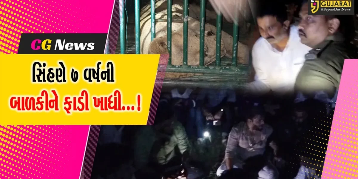 અમરેલી: જાફરાબાદમાં સિંહણે કર્યો બાળકીનો શિકાર, સિંહણને પાંજરે પુરાય !
