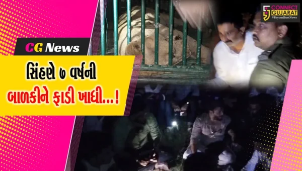 અમરેલી: જાફરાબાદમાં સિંહણે કર્યો બાળકીનો શિકાર, સિંહણને પાંજરે પુરાય !