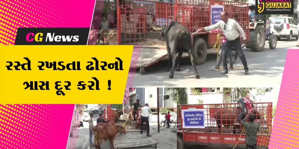 અંકલેશ્વર: GIDCના રહેણાંક વિસ્તારોમાં તંત્ર દ્વારા રસ્તે રખડતા ઢોર પકડવાની ઝુંબેશ શરૂ કરાય !