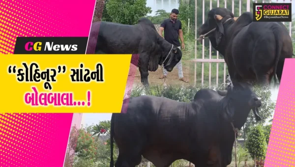 અમરેલી : દામનગરના ઝેડ બ્લેક કલરનો કોહિનૂર સાંઢ બન્યો પશુપાલકોમાં આકર્ષણનું કેન્દ્ર
