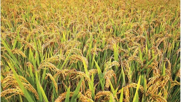 રાજ્યના 160થી વધુ કેન્દ્ર પર આજથી ટેકાના ભાવની ખરીદીનો થશે પ્રારંભ