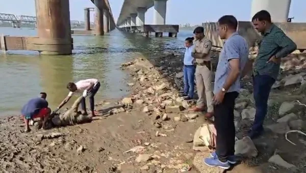 અંકલેશ્વર : નર્મદા મૈયા બ્રિજ નજીકથી વિકૃત હાલતમાં અજાણ્યા વ્યક્તિનો મૃતદેહ મળી આવ્યો, પોલીસે વધુ તપાસ હાથ ધરી