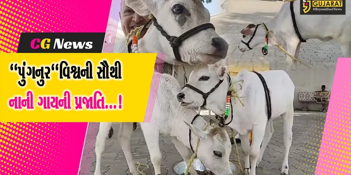 અમરેલી: વિશ્વની સૌથી નાની ગાયનું ગાયત્રી પરિવારમાં આગમન