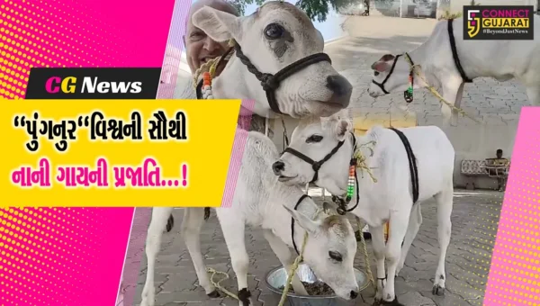 અમરેલી: વિશ્વની સૌથી નાની ગાયનું ગાયત્રી પરિવારમાં આગમન