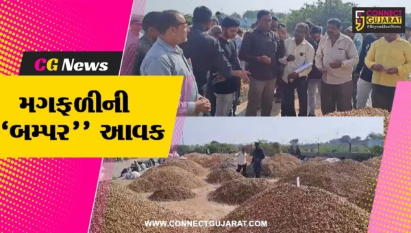 મગફળીની “બમ્પર” આવક : અમરેલી-બાબરા માર્કેટ યાર્ડમાં ટેકાના ભાવે ખરીદીનો પ્રારંભ થતાં ખેડૂતોની લાંબી કતાર…