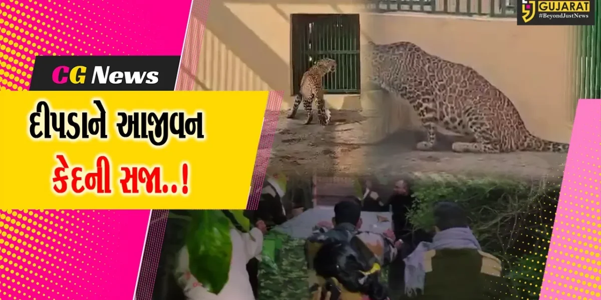 દીપડાને કેદની સજા..! : સુરત-માંડવીથી પકડાયેલ દીપડો ઝંખવાવ રિહેબિલિટેશન સેન્ટરમાં “પ્રથમ કેદી” બન્યો…