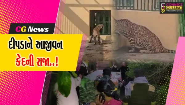દીપડાને કેદની સજા..! : સુરત-માંડવીથી પકડાયેલ દીપડો ઝંખવાવ રિહેબિલિટેશન સેન્ટરમાં “પ્રથમ કેદી” બન્યો…