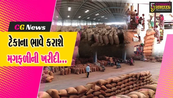 ગુજરાતના 160થી વધુ ખરીદ કેન્દ્રો પર 11મી નવેમ્બરથી ટેકાના ભાવે મગફળી ખરીદીનો પ્રારંભ : કૃષિમંત્રી રાઘવજી પટેલ
