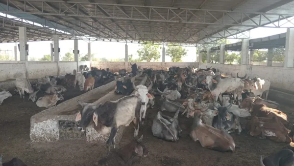 કચ્છ : અંજારની નંદી શાળામાં વધુ 100 નંદીઓ આશ્રય પામ્યા, નંદીઓની સંખ્યા 750 પર પહોંચી