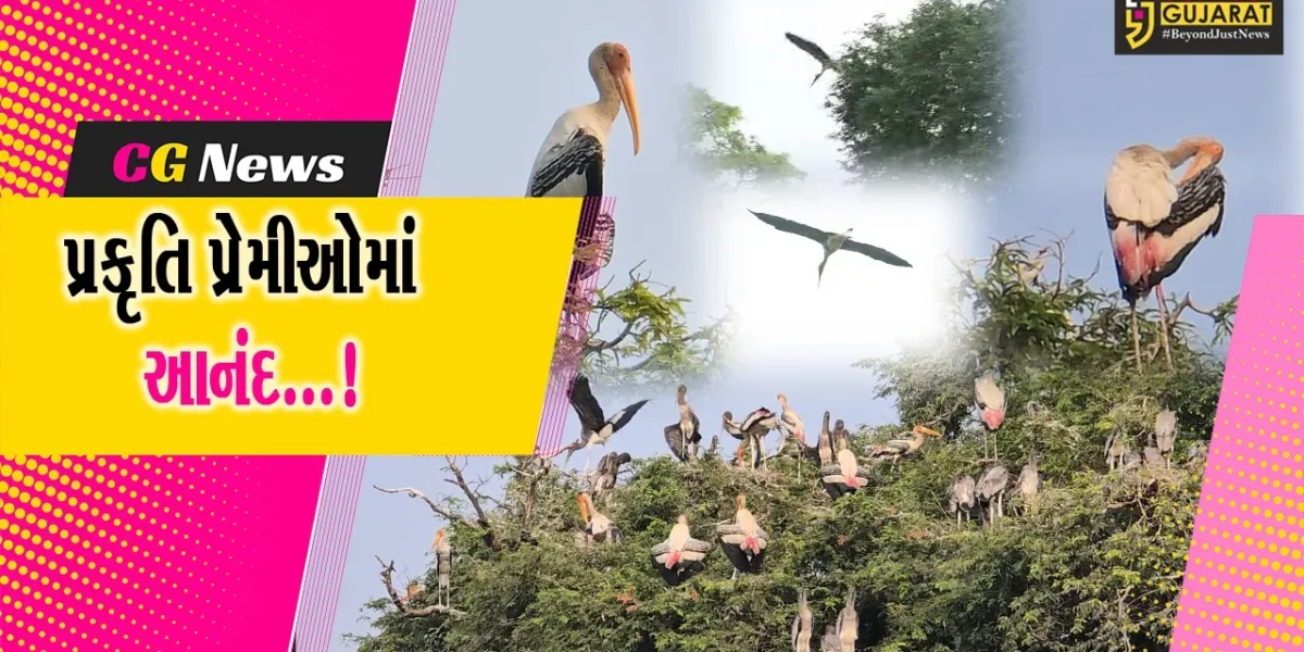 ભરૂચ: ફૂલ ગુલાબી ઠંડીની સાથે વિદેશી પક્ષીઓ બન્યા મહેમાન,કુદરતની શોભામાં થયો વધારો