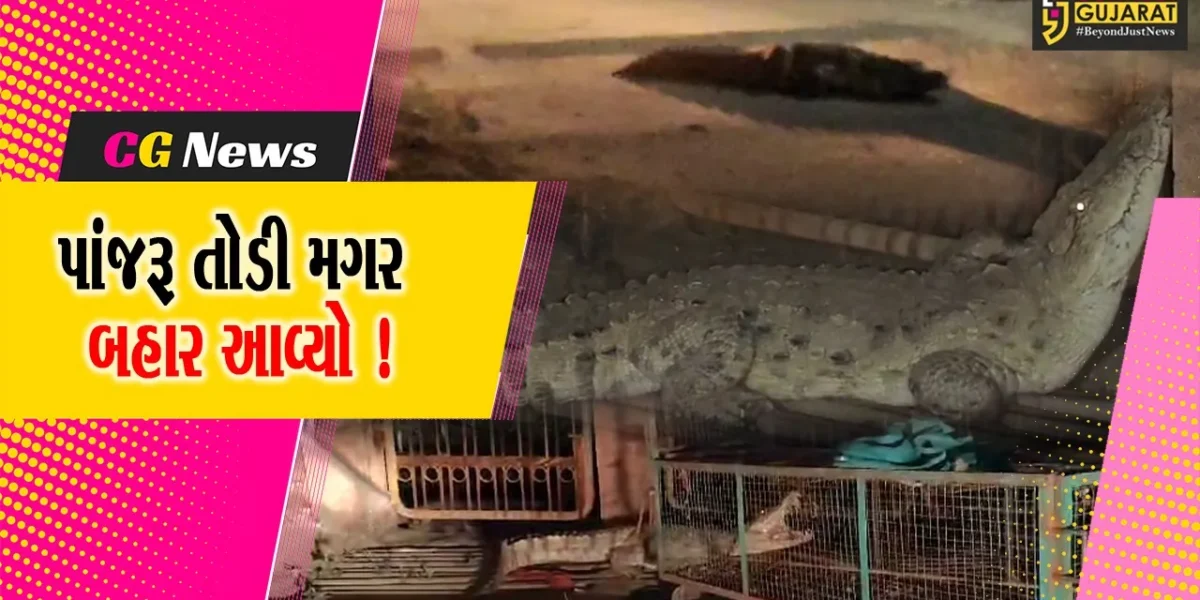 ભરૂચ: લ્યો બોલો વન વિભાગે પાંજરે પુરેલ મગર પાંજરૂ તોડી બહાર આવી ગયો, ગાયનો શિકાર કરવાનો કર્યો પ્રયાસ !