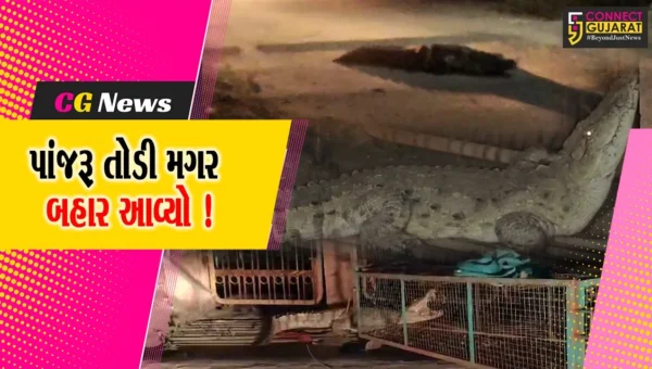ભરૂચ: લ્યો બોલો વન વિભાગે પાંજરે પુરેલ મગર પાંજરૂ તોડી બહાર આવી ગયો, ગાયનો શિકાર કરવાનો કર્યો પ્રયાસ !