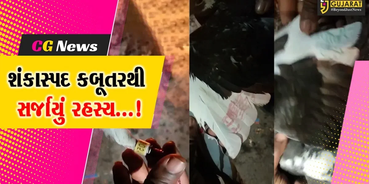 જુનાગઢ:માંગરોળ બંદરેથી શંકાસ્પદ કબૂતર મળી આવતા સુરક્ષા એજન્સીઓ સતર્ક,અજાણી ભાષામાં લખેલા લખાણથી શંકા