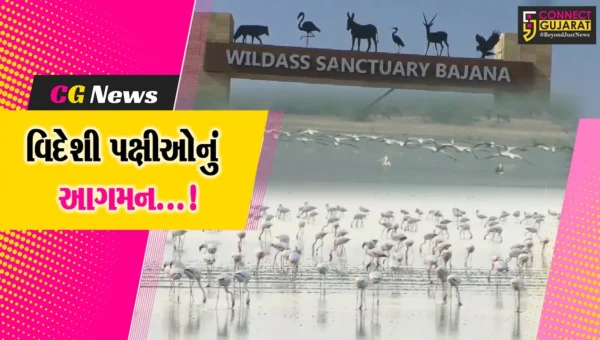 કચ્છ:હજારો કિલોમીટરનું અંતર કાપીને વિદેશી પક્ષીઓ બન્યા મહેમાન,પ્રવાસીઓનો ધસારો