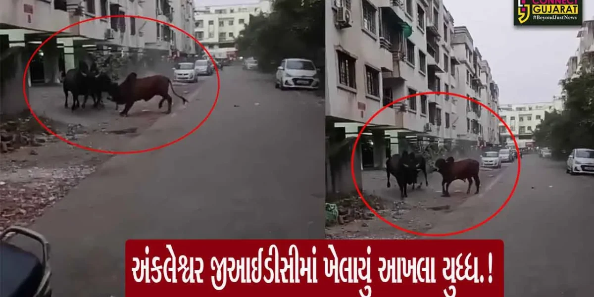 અંક્લેશ્વર: GIDCની જલધારા ચોકડી નજીક ત્રણ આખલાઓ વચ્ચે યુદ્ધ, ગત સપ્તાહમાં તંત્ર દ્વારા હાથ ધરાયેલ કામગીરી માત્ર કાગળ પર !