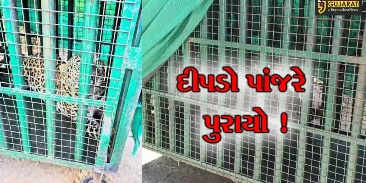 અંકલેશ્વર: કોસમડી ગામમાં આવેલ ફાર્મ હાઉસમાંથી દીપડો પાંજરે પુરાયો
