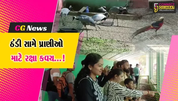 જૂનાગઢ: સક્કરબાગ પ્રાણી સંગ્રહાલયમાં ઠંડીમા પ્રાણીઓને રક્ષણ આપવા પાંજરામાં ઘાસ નેટનું સુરક્ષા કવચ લગાવાયું