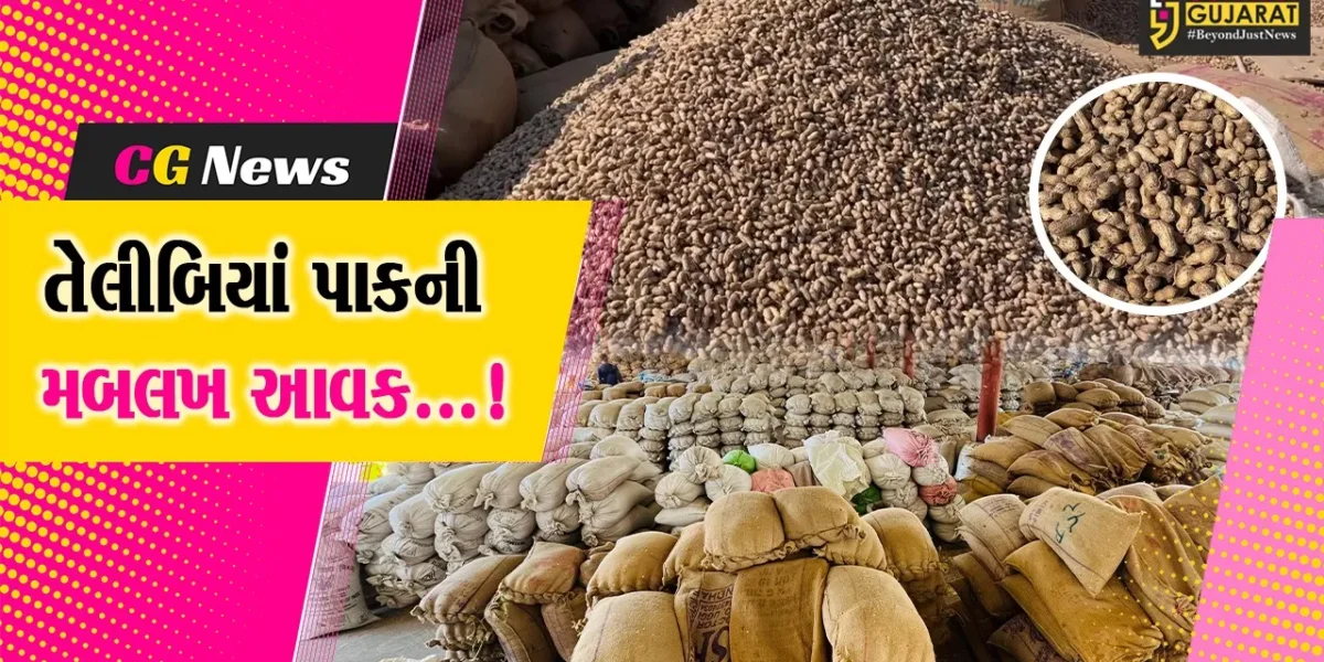 જૂનાગઢ: માર્કેટિંગ યાર્ડમાં મગફળી અને સોયાબીનની મબલખ આવક,રોજની નોંધાઇ 5 હજાર ગુણી