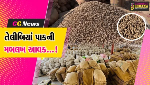 જૂનાગઢ: માર્કેટિંગ યાર્ડમાં મગફળી અને સોયાબીનની મબલખ આવક,રોજની નોંધાઇ 5 હજાર ગુણી