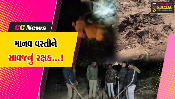 જૂનાગઢ: શહેર બન્યું સિંહોનું રહેઠાણ,ખોરાકની શોધમાં ફરતા સાવજોથી લોકોને મળ્યું રક્ષણ