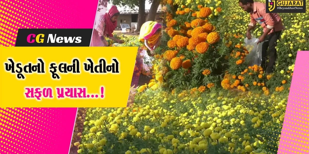 સુરેન્દ્રનગર: ધ્રાંગધ્રાના કોંઢ ગામના ખેડૂતે મેળવી ફૂલોની ખેતીમાં સફળતા, 1 લાખ રોપાનું કર્યું વાવેતર