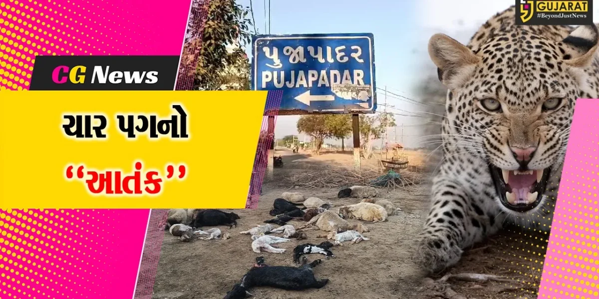 અમરેલી : પૂજાપાદર ગામે માલધારીના વાડામાં દીપડો ત્રાટક્યો, 16 ઘેટા-બકરાના ઘટના સ્થળે મોત, 7 પશુ ઘાયલ