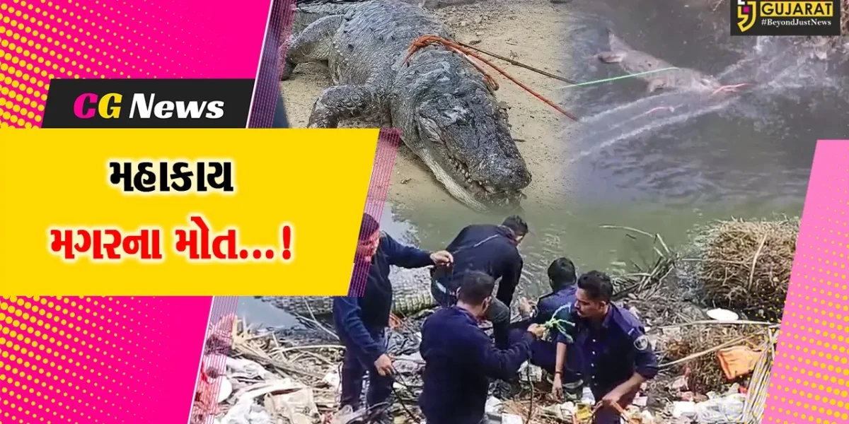 વડોદરા : વિશ્વામિત્રી નદીમાંથી બે મહાકાય મગરોના મૃતદેહ મળી આવતા જીવદયા પ્રેમીઓ ચિંતિત