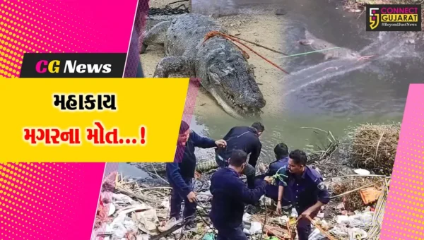 વડોદરા : વિશ્વામિત્રી નદીમાંથી બે મહાકાય મગરોના મૃતદેહ મળી આવતા જીવદયા પ્રેમીઓ ચિંતિત