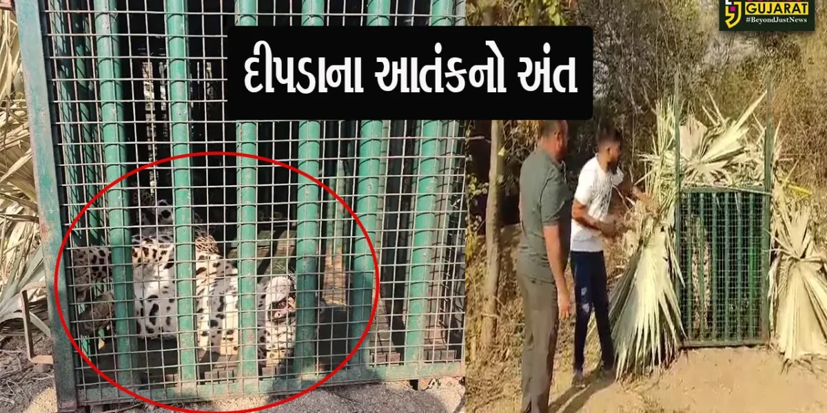 અંકલેશ્વરના ખરોડ ગામમાં દીપડાના આતંકનો અંત, દીપડો પાંજરે પુરાતા ગ્રામજનોએ લીધો રાહતનો શ્વાસ