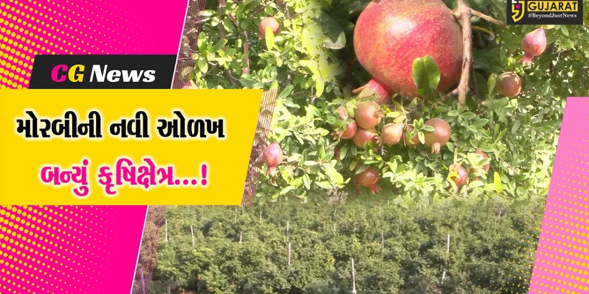 મોરબી: ધરતીપુત્રોએ દાડમનું મબલક ઉત્પાદન કરીને સમૃદ્ધિના શિખરો સર કર્યા