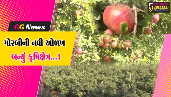 મોરબી: ધરતીપુત્રોએ દાડમનું મબલક ઉત્પાદન કરીને સમૃદ્ધિના શિખરો સર કર્યા