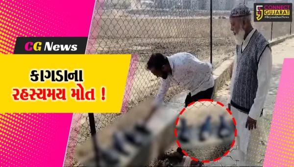 ભરૂચ: આમોદ કબ્રસ્તાન નજીક 4 કાગડાના રહસ્યમય સંજોગોમાં મોત, વન વિભાગ તપાસ કરે એવી માંગ
