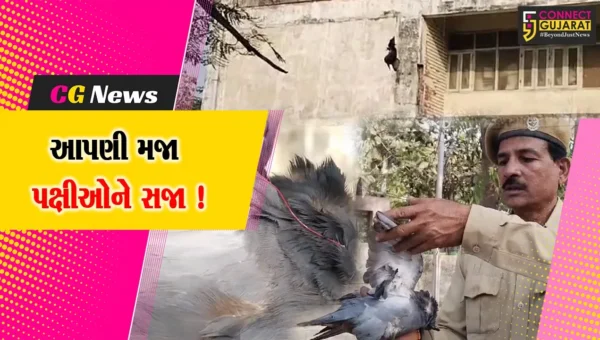 ભરૂચ-અંકલેશ્વરમાં  50 જેટલા પક્ષીઓ પતંગના ઘાતક દોરાથી ઈજાગ્રસ્ત, 9 પક્ષીના મોત