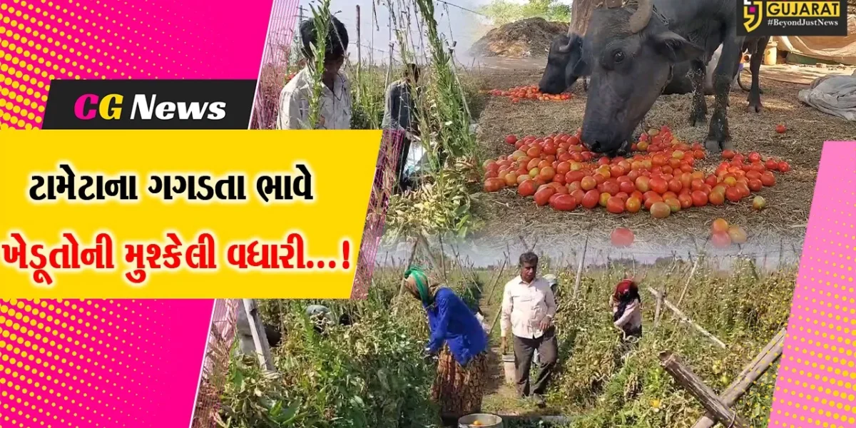 અરવલ્લી : શાકભાજીના ભાવ ગગડતા ધરતીપુત્રોને આર્થિક ફટકો,કોડીના ભાવે ટામેટા વેચવા બન્યા મજબૂર