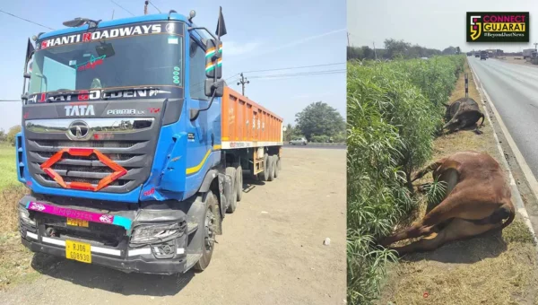 ભરૂચ : સેગવા-વરેડીયા ચોકડી પર ગાયોના ધણ ઉપર ટ્રેલર ફરી વળ્યું, 6 ગાયના ઘટના સ્થળે મોત…