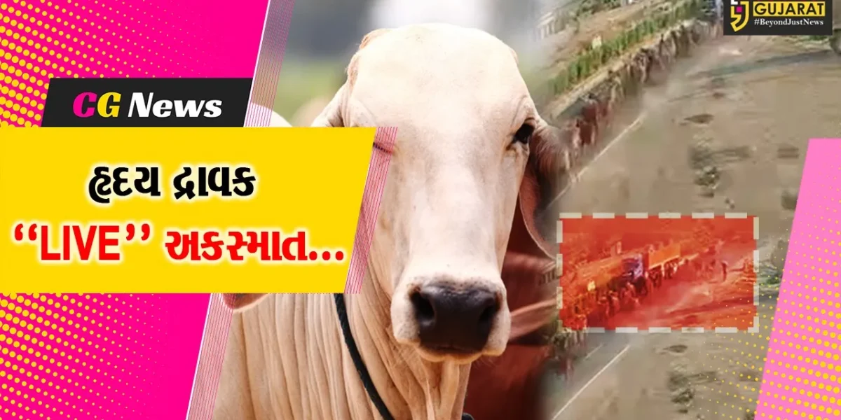 ભરૂચ : ગાયના ધણને નડેલ અકસ્માતના હૃદય દ્રાવક CCTV ફૂટેજ બહાર આવ્યા, 7 ગૌ માતાના નિપજ્યા હતા મોત…