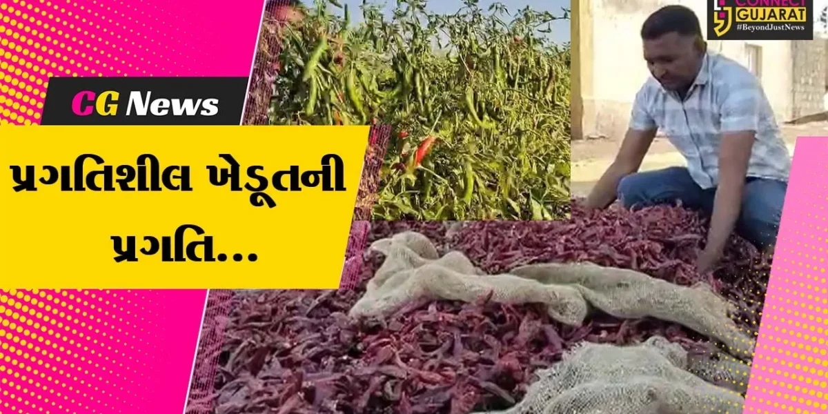 વિદેશીઓને લાગ્યો અમરેલીના મરચાનો ચટાકો, 3 પ્રકારના દેશી મરચાની વિદેશમાં માંગ…