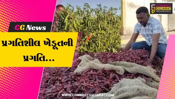 વિદેશીઓને લાગ્યો અમરેલીના મરચાનો ચટાકો, 3 પ્રકારના દેશી મરચાની વિદેશમાં માંગ…