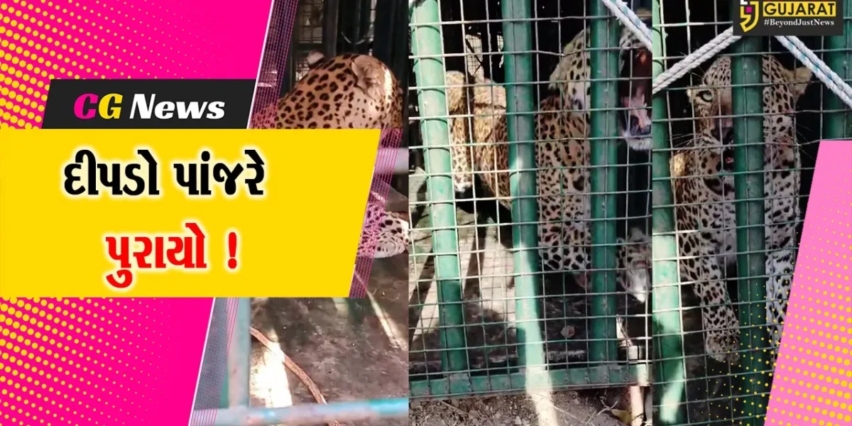 અંકલેશ્વર: ખરોડ ગામની સીમમાંથી એક મહિનામાં બીજી વાર દીપડો પાંજરે પુરાયો,ગ્રામજનોએ લીધો હાશકારો !