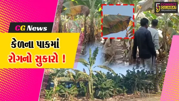 ભરૂચ: ઝઘડિયા પંથકમાં કેળના પાકમાં પનામાં રોગનો એટેક, ધરતીનો તાત ચિંતાતુર