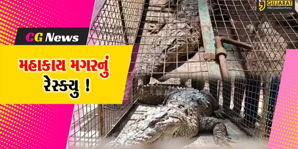 ભરૂચ: વાગરાના પણીયાદરા ગામે મહાકાય મગર આવી ચઢ્યો, વનવિભાગે કર્યું રેસ્ક્યુ !