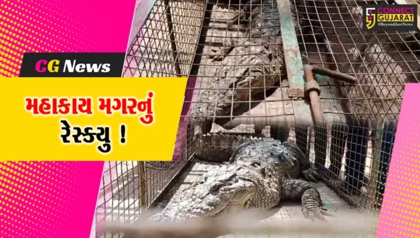 ભરૂચ: વાગરાના પણીયાદરા ગામે મહાકાય મગર આવી ચઢ્યો, વનવિભાગે કર્યું રેસ્ક્યુ !