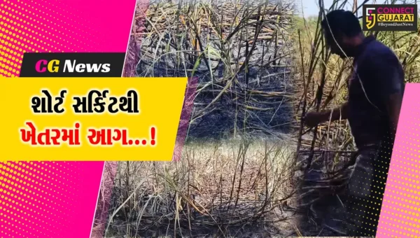 વલસાડ : ચણવઇ ગામે શેરડીના ખેતરમાં લાગી આગ,ખાનગી ઇન્ટરનેટ કંપનીના પાપે આગ લાગી હોવાનો આક્ષેપ