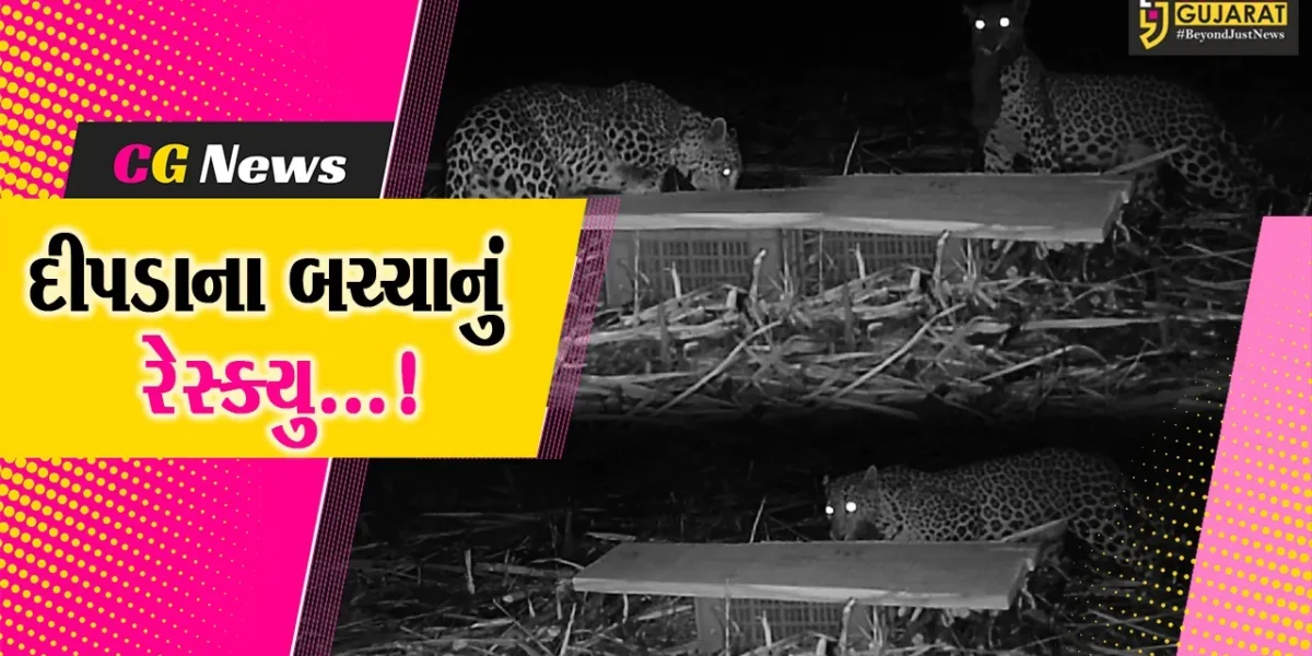સુરત : મહુવાના દામોદલા ગામની સીમમાં શેરડીના ખેતરમાંથી દીપડાના બે બચ્ચાનું કરાયું રેસ્ક્યુ