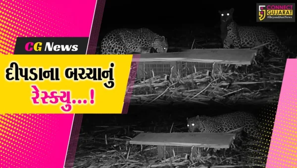 સુરત : મહુવાના દામોદલા ગામની સીમમાં શેરડીના ખેતરમાંથી દીપડાના બે બચ્ચાનું કરાયું રેસ્ક્યુ