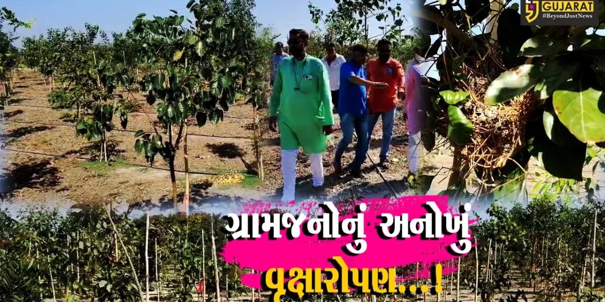 જૂનાગઢ : ગ્રામજનોએ ગાંડા બાવળ દૂર કરીને 132 પ્રકારના 6500 વૃક્ષોનું કર્યું વાવેતર, જમીન સમતલ બનાવીને ભગીરથ કાર્યને પાર પાડ્યું