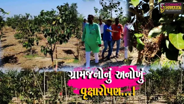 જૂનાગઢ : ગ્રામજનોએ ગાંડા બાવળ દૂર કરીને 132 પ્રકારના 6500 વૃક્ષોનું કર્યું વાવેતર, જમીન સમતલ બનાવીને ભગીરથ કાર્યને પાર પાડ્યું