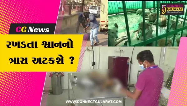 અંકલેશ્વર: નગર સેવા સદન દ્વારા 261 શ્વાનનું ખસીકરણ- રસીકરણ કરાયુ, સ્પેશ્યલ ઓપરેશન સેન્ટર ઉભું કરાયુ